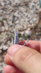 Sphingonotus caerulans