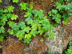 Astrantia carniolica
