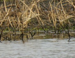 Gallinago hardwickii