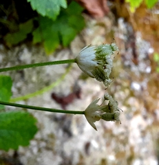Astrantia carniolica