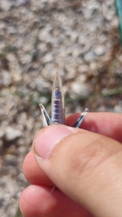 Sphingonotus caerulans