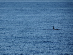 Orcinus orca