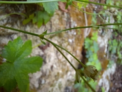 Astrantia carniolica