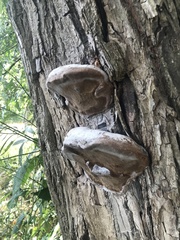 Phellinus