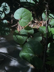 Asarum caudatum