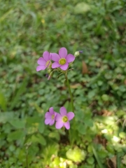 Oxalis latifolia