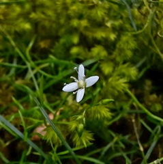 Moehringia muscosa