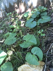 Asarum caudatum