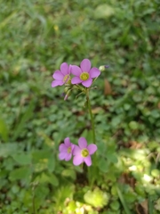 Oxalis latifolia