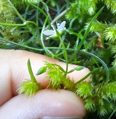 Moehringia muscosa