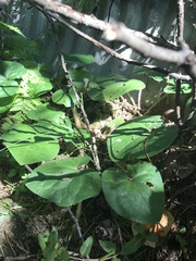 Asarum caudatum