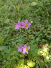 Oxalis latifolia