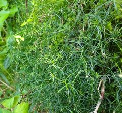 Moehringia muscosa