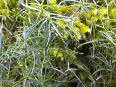 Moehringia muscosa
