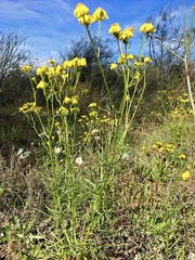 Senecio pinnatifolius