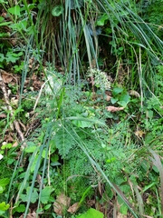 Selinum carvifolia