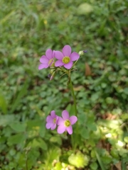 Oxalis latifolia