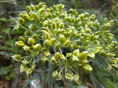 Selinum carvifolia