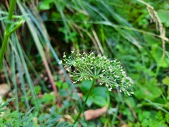 Selinum carvifolia