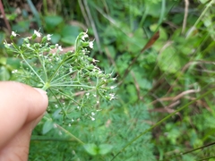 Selinum carvifolia