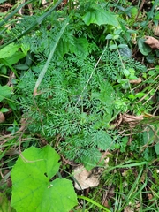 Selinum carvifolia