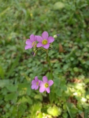 Oxalis latifolia