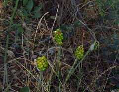 Arum italicum