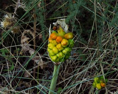 Arum italicum
