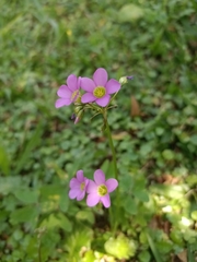 Oxalis latifolia