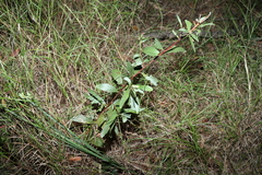 Acacia leiocalyx