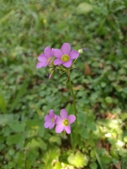 Oxalis latifolia