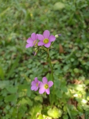 Oxalis latifolia