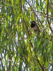 Passer domesticus