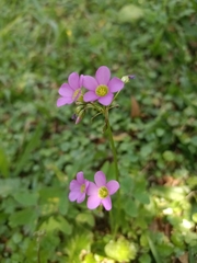 Oxalis latifolia