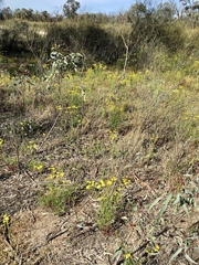 Senecio pinnatifolius