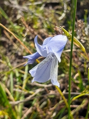Gladiolus gracilis
