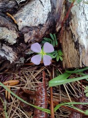 Pterolepis glomerata