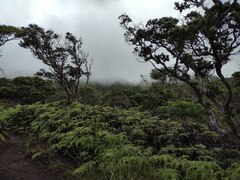 Metrosideros polymorpha