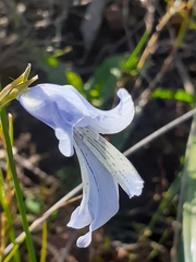 Gladiolus gracilis