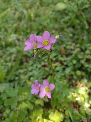 Oxalis latifolia