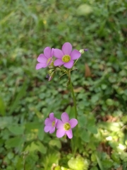 Oxalis latifolia