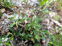 Globularia cordifolia