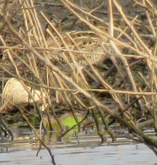 Gallinago hardwickii