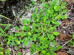 Globularia cordifolia