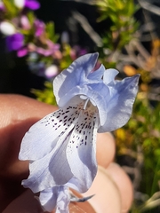 Gladiolus gracilis