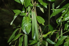 Parsonsia straminea