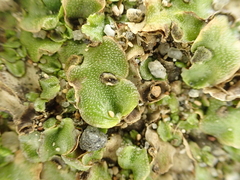 Lunularia cruciata