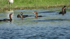 Microcarbo pygmaeus