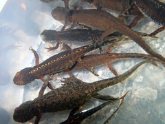 Ichthyosaura alpestris