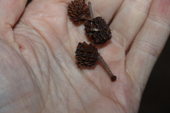 Allocasuarina littoralis